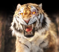 气吞山河Tiger roars over the realm 30000coin